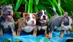 Excellent American Bully Puppies