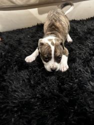American Bully Puppies (4M, 1F) After Feb. 1st!