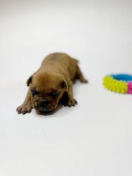 American Bully Puppy for sale