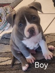 Ukc and abkc registered bully pups