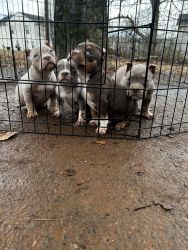 Extreme Pocket/ Micro bully pups for sale