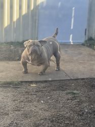 1year old exotic bully