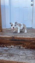 American Bully Puppies Male and Female