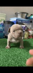 Micro Bully Puppies