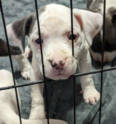 American Bullies/ pitbull terrier puppies for sale