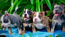 Adorable American Bully Pups