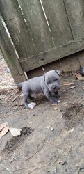 Bully puppies