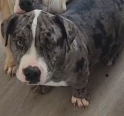 Exotica bully puppy