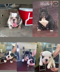 Three male American Bully pups for sale