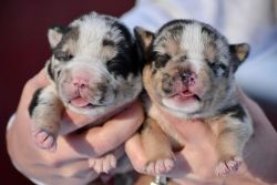 How could you NOT want one of these baby bulls!?!