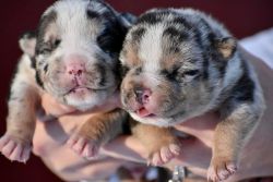 How could you NOT want one of these baby bulls