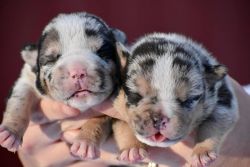 How could you NOT want one of these baby bulls