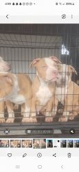 XL American Bully pups available