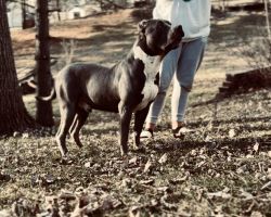 XL American Bully Male 1 year old +110 pounds