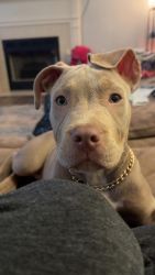 Pit/ Bully Puppy