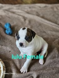 Lulu female american bully pup