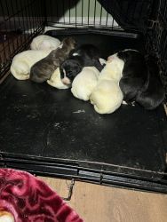 Puppies need rehoming