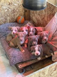 Red noise Pitbull puppy’s