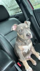 Rehoming blue tri bully puppy