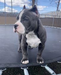 Gorgeous pocket size American bully