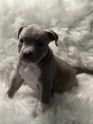 American Bully for sale -Tri