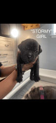 Puppies For Sale American Bully / Old English Bulldogge