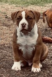 UKC AND ABCK REGISTERED AMERICA BULLIES