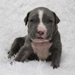 ABKC American Bully Puppies
