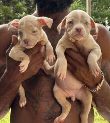 Merle & tri Merle pups