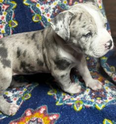 NEW BLUE NOSE MERLE PUPZ AVAILABLE
