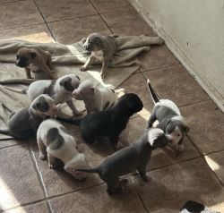 Selling bully puppies