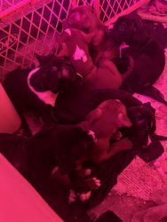 American bully puppies MUST GO