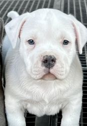 3 month old white American Bully