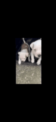 Two male American bully for sale
