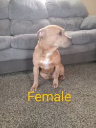 Bully puppies mothers day sale