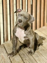 XL American Bully Male 13 weeks old