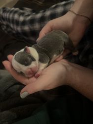 American Micro Bully Puppies for sale