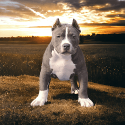 American bully Puppies