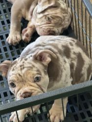 Downtown American bully puppies