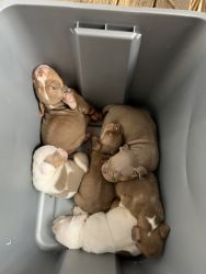 6 amazing bully puppies