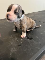 Micro Bully puppy $1500