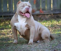 American Bully stud for sale
