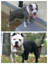 16 weeks old bully male for sale Grch bloodline