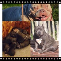 For sale American bully's puppies