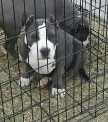 male bully ready to go!!
