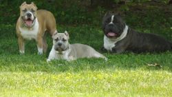 American Bully Red & White VERY advanced trained