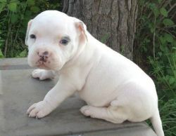 Brilliant American Bully puppies available now.