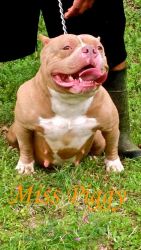 Quality Bully Puppies For Sale