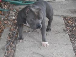 ukc adult male for sale