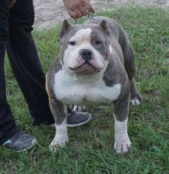 Champion sired American Bully puppy